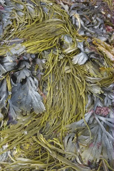 Framed Print : Sea-thong (Himanthalia elongata) and Toothed Wrack (Fucus serratus) fronds, exposed on rocky shore at low tide Framed Print : Sea-thong (Himanthalia elongata) and Toothed Wrack (Fucus serratus) fronds, exposed on rocky shore at low tide