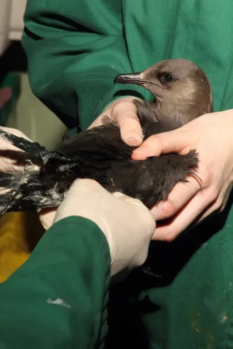 Framed Print : Seabird rescue, contaminated Arctic Skua (Stercorarius parasiticus) dark phase, adult, being treated Framed Print : Seabird rescue, contaminated Arctic Skua (Stercorarius parasiticus) dark phase, adult, being treated