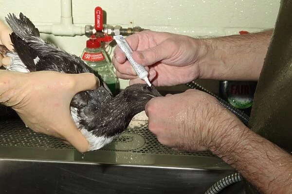 Seabird rescue, contaminated Common Guillemot (Uria aalge) being cleaned and having cream applied to eyes by people