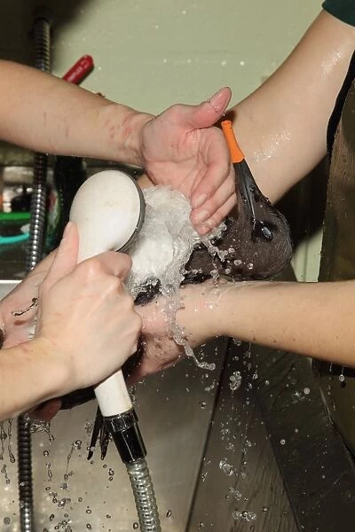 Seabird rescue, contaminated Common Guillemot (Uria aalge) being cleaned by people