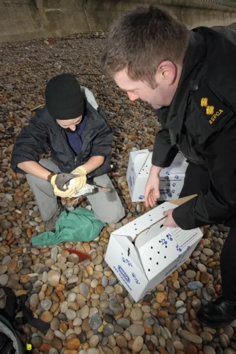 Framed Print : Seabird rescue, contaminated Common Guillemot (Uria aalge) being collected by RSPCA officer on beach Framed Print : Seabird rescue, contaminated Common Guillemot (Uria aalge) being collected by RSPCA officer on beach