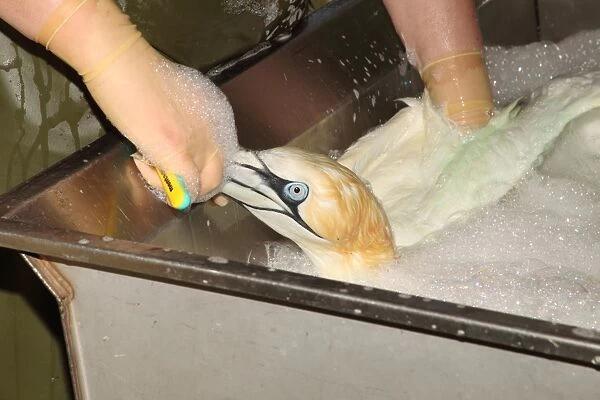 Seabird rescue, contaminated Northern Gannet (Morus bassanus) adult, being cleaned by person