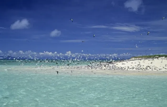 Framed Print : Seabirds in flight over sea, Michaelmas Cay, Great Barrier Reef, Queensland, Australia