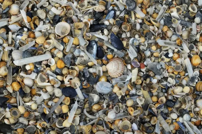 Framed Print : Empty seashells washed up on beach, Manche, Basse-Normandie, Normandy, France, October Framed Print : Empty seashells washed up on beach, Manche, Basse-Normandie, Normandy, France, October