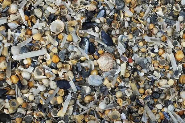Empty seashells washed up on beach, Manche, Basse-Normandie, Normandy, France, October
