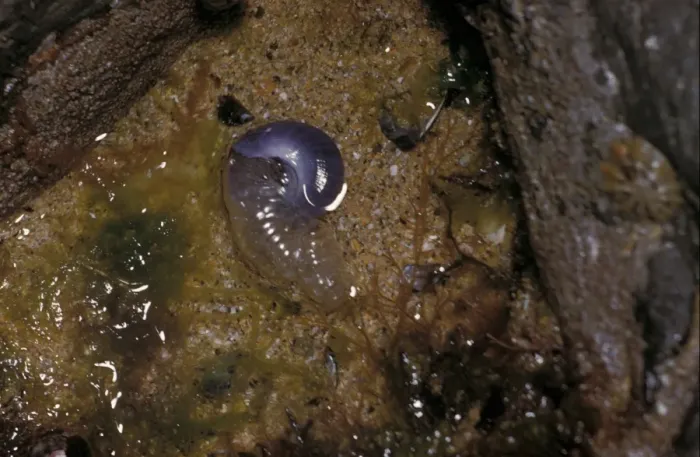 Framed Print : SeaSnail Purple (Janthina janthina) in rock pool. washed in from open ocean Framed Print : SeaSnail Purple (Janthina janthina) in rock pool. washed in from open ocean
