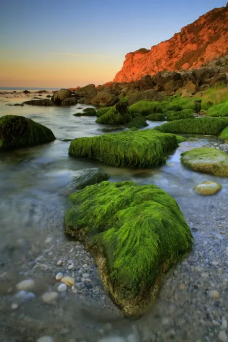 Framed Print : Seaweed covered rocks on beach at sunrise, Church Ope Cove, Isle of Portland, Dorset, England, july Framed Print : Seaweed covered rocks on beach at sunrise, Church Ope Cove, Isle of Portland, Dorset, England, july