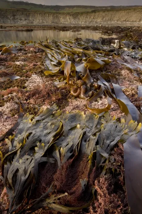Framed Print : Seaweed fronds, on shore with rockpools at low tide, Kimmeridge Bay, Dorset, England, march Framed Print : Seaweed fronds, on shore with rockpools at low tide, Kimmeridge Bay, Dorset, England, march