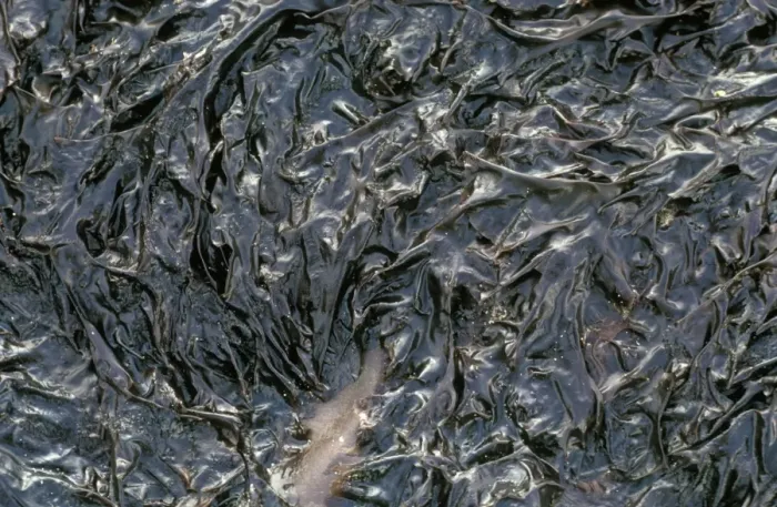 Framed Print : Seaweed - Purple Laver (Porphyra umbilicalis) Attached to rocks / from which laver bread is Framed Print : Seaweed - Purple Laver (Porphyra umbilicalis) Attached to rocks / from which laver bread is