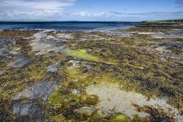 Seaweed in rockpool at low tide, Burray, Orkney, Scotland, june