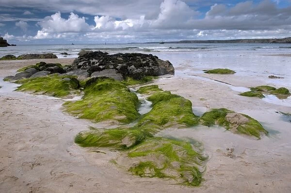 Seaweed and rocks on sandy beach, Newquay, Cornwall, England, August