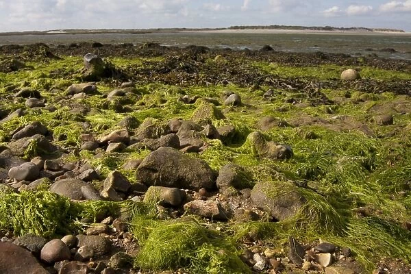 Seaweed on shore of coastal creek at low tide, East Head Creek, West Wittering, Chichester Harbour, Manhood Peninsula
