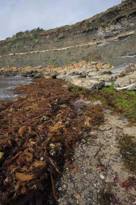 Framed Print : Seaweed washed up on beach strandline, Kimmeridge Bay, Isle of Purbeck, Dorset, England, august Framed Print : Seaweed washed up on beach strandline, Kimmeridge Bay, Isle of Purbeck, Dorset, England, august