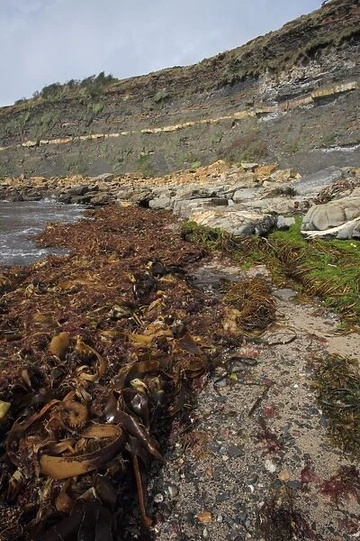 Seaweed washed up on beach strandline, Kimmeridge Bay, Isle of Purbeck, Dorset, England, august