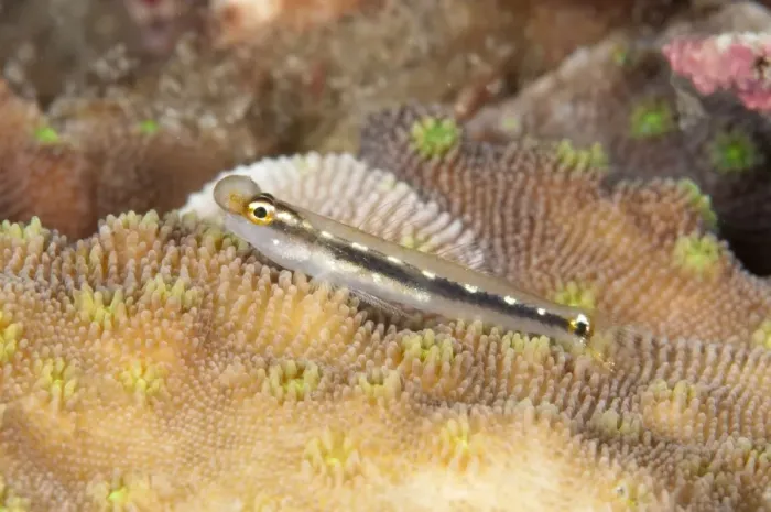 Framed Print : Sebrees Dwarfgoby (Eviota sebreei) adult, with parastitic growth, resting on coral, Lembeh Straits, Sulawesi Framed Print : Sebrees Dwarfgoby (Eviota sebreei) adult, with parastitic growth, resting on coral, Lembeh Straits, Sulawesi