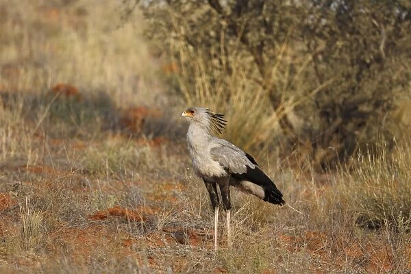 Secretary-bird (Sagittarius serpentarius) adult, standing on ground, Kgalagadi Transfrontier Park