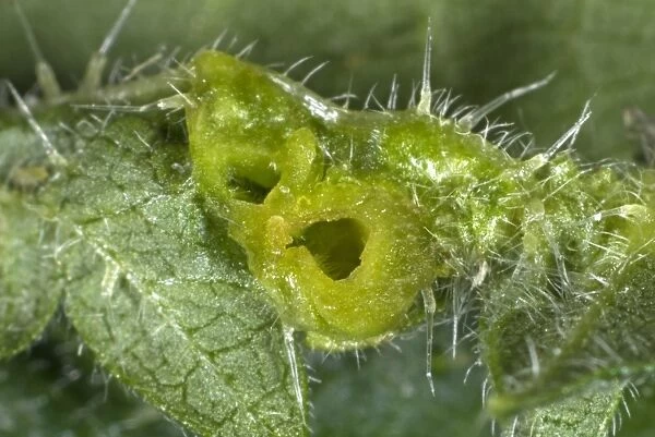 Section through a nettle leaf gall caused by a midge, Dasineura urticae, on the underside of a stinging nettle