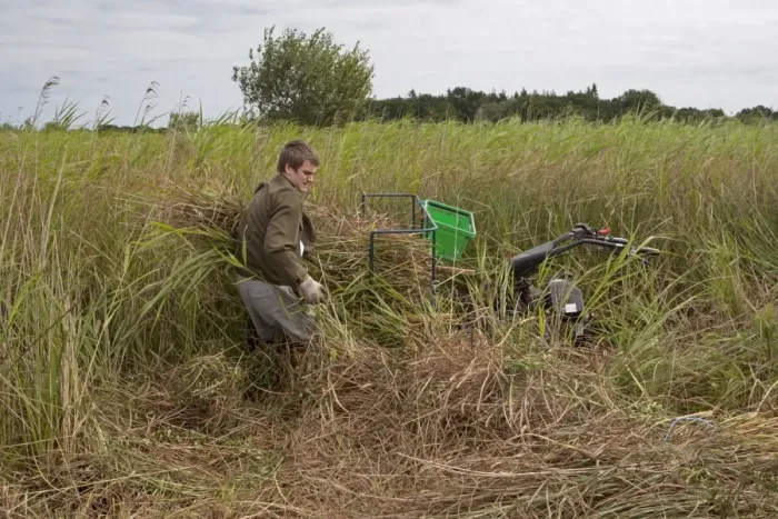 Framed Print : Sedge cutting with machine in marshland, Sutton Fen RSPB Reserve, The Broads, Norfolk, England, July Framed Print : Sedge cutting with machine in marshland, Sutton Fen RSPB Reserve, The Broads, Norfolk, England, July