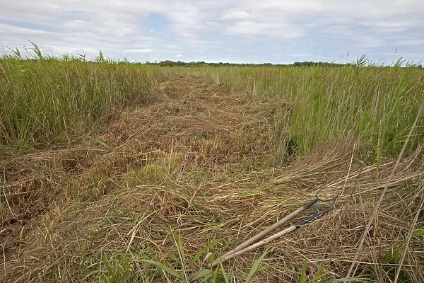 Sedge cutting in marshland, Sutton Fen RSPB Reserve, The Broads, Norfolk, England, July