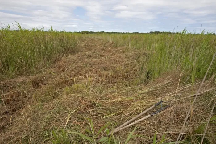 Framed Print : Sedge cutting in marshland, Sutton Fen RSPB Reserve, The Broads, Norfolk, England, July Framed Print : Sedge cutting in marshland, Sutton Fen RSPB Reserve, The Broads, Norfolk, England, July