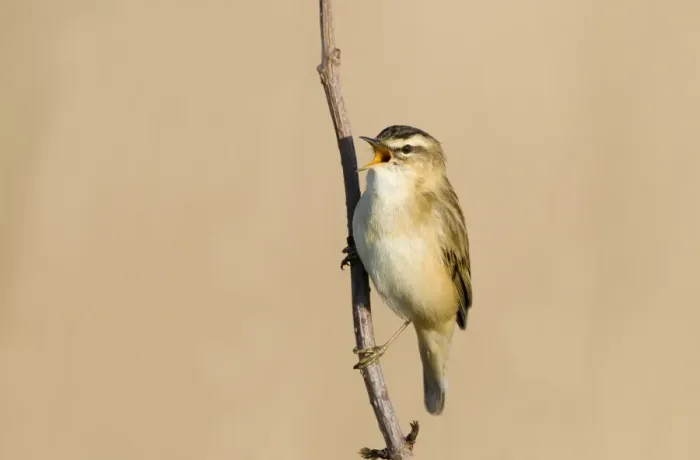 Framed Print : Sedge Warbler (Acrocephalus schoenobaenus) adult, singing, perched on twig, Cley, Norfolk, England, april Framed Print : Sedge Warbler (Acrocephalus schoenobaenus) adult, singing, perched on twig, Cley, Norfolk, England, april