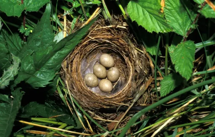 Framed Print : Sedge Warbler (Acrocephalus schoenobaenus) Nest containing five eggs