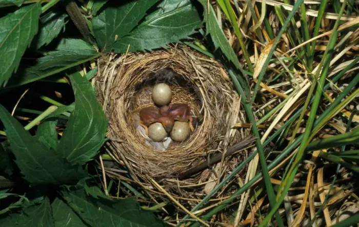 Framed Print : Sedge Warbler (Acrocephalus schoenobaenus) Nest with three eggs & two newly hatched Framed Print : Sedge Warbler (Acrocephalus schoenobaenus) Nest with three eggs & two newly hatched