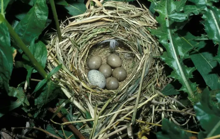 Framed Print : Sedge Warbler (Acrocephalus schoenobagnus) Nest with Cuckoo eggs Framed Print : Sedge Warbler (Acrocephalus schoenobagnus) Nest with Cuckoo eggs