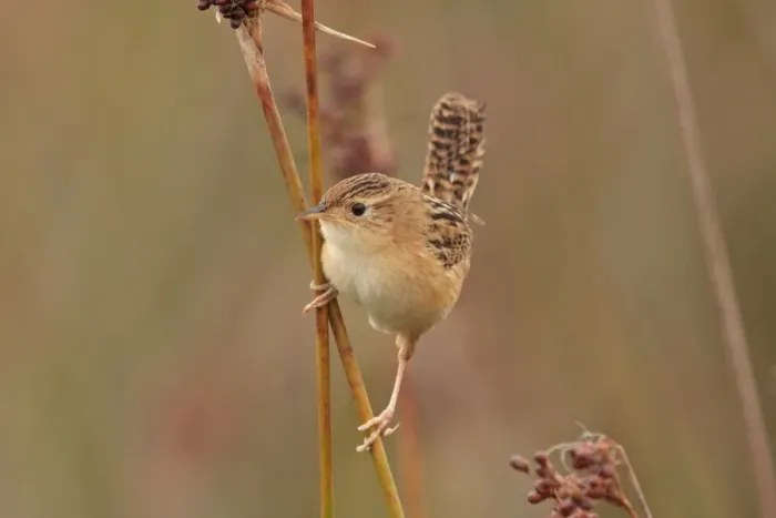 Framed Print : Sedge Wren (Cistothorus platensis) adult, perched on stem, Rincon de Cobo, Buenos Aires Province, Argentina, april