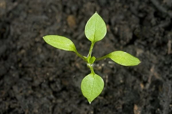 Seedling cotyledons and first true leaves forming of chickweed, Stellaria media, an annual agricultural and garden weed