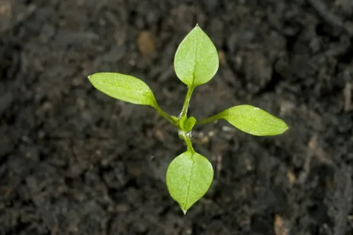 Framed Print : Seedling cotyledons and first true leaves forming of chickweed, Stellaria media, an annual agricultural and garden weed Framed Print : Seedling cotyledons and first true leaves forming of chickweed, Stellaria media, an annual agricultural and garden weed