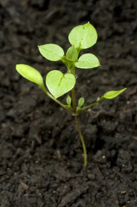 Framed Print : Seedling developing into a young plant of chickweed, Stellaria media, an annual agricultural and garden weed