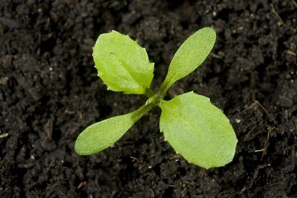 Seedling groundsel, Senecio, vulgaris, annual arable and garden weed seedling cotyledons and first true leaves