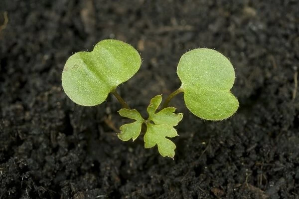 A seedling plant of herb robert, Geranium robertianum, an annual plant of waste ground with cotyledons