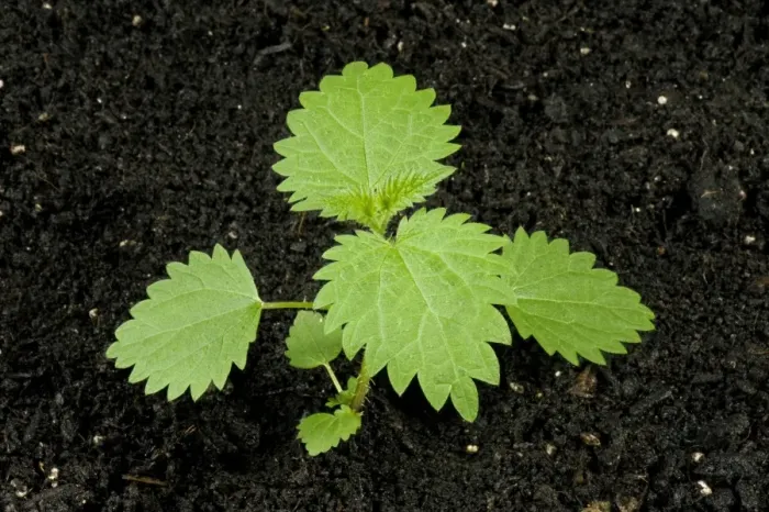 Framed Print : Seedling stinging nettle, Urtica dioica, perrennial stinging weed of gardens Framed Print : Seedling stinging nettle, Urtica dioica, perrennial stinging weed of gardens