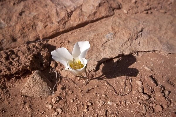 Sego Lily - Flower, Utah, America