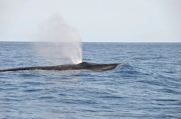 Sei Whale (Balaenoptera borealis) adult, spouting, swimming at surface, Azores, June