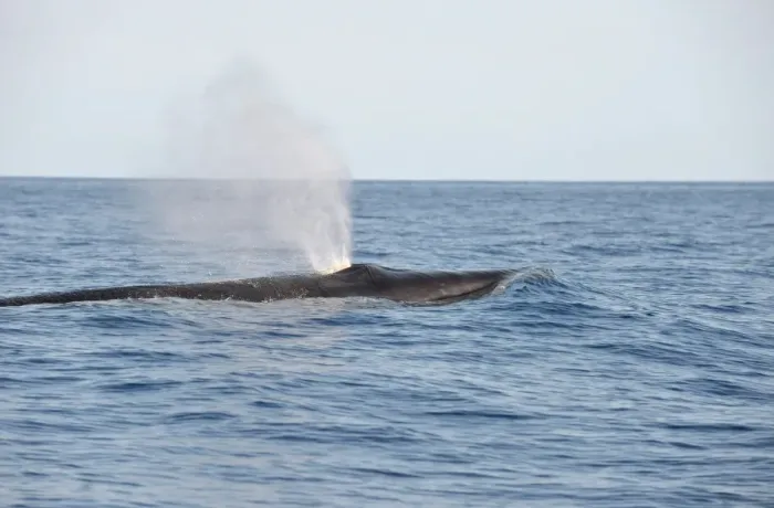 Framed Print : Sei Whale (Balaenoptera borealis) adult, spouting, swimming at surface, Azores, June