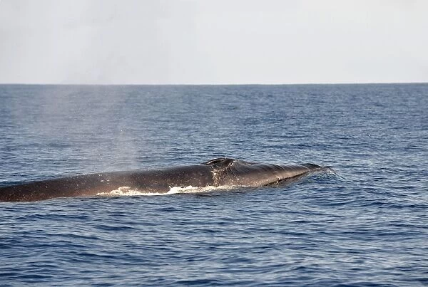 Sei Whale (Balaenoptera borealis) adult, spouting, swimming at surface, Azores, June