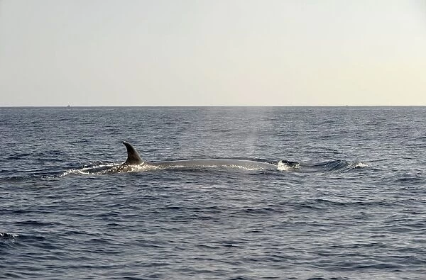 Sei Whale (Balaenoptera borealis) adult, swimming at surface, Azores, June