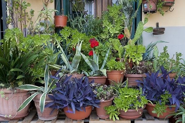 Selection of succulents and flowers growing in pots outside house door, Lucca, Tuscany, Italy, june