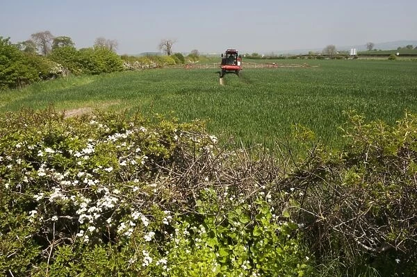 Self-propelled sprayer spraying wheat crop, with hawthorn hedge in foreground, Northumberland, England, May