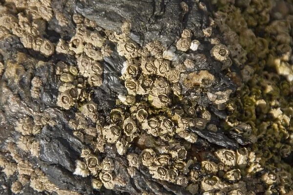 Semibalanus balanoides is a common and widespread boreo-arctic species of acorn barnacle