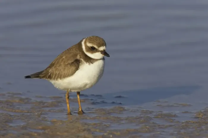 Framed Print : Semipalmated Plover (Charadrius semipalmatus) adult, winter plumage, standing on shore, Marco Island, Florida, U. S. A Framed Print : Semipalmated Plover (Charadrius semipalmatus) adult, winter plumage, standing on shore, Marco Island, Florida, U. S. A