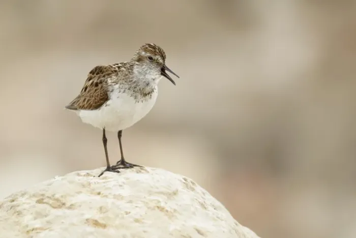 Framed Print : Semipalmated Sandpiper (Calidris pusilla) adult, breeding plumage, calling, standing on rock, Nunavut, Canada, July