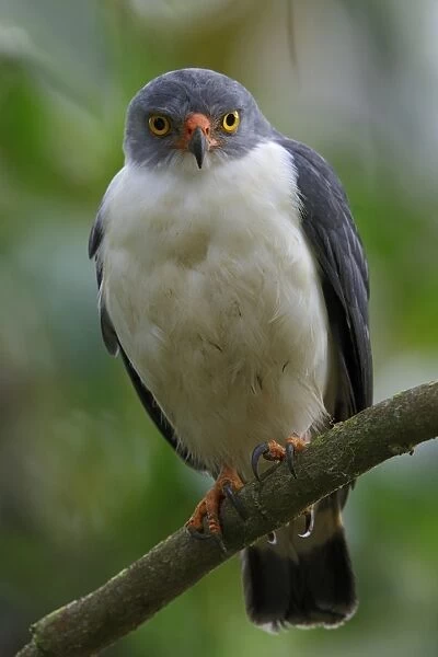 Semiplumbeous Hawk (Leucopternis semiplumbeus) adult, perched on branch, La Selva Biological Station, Costa Rica, March