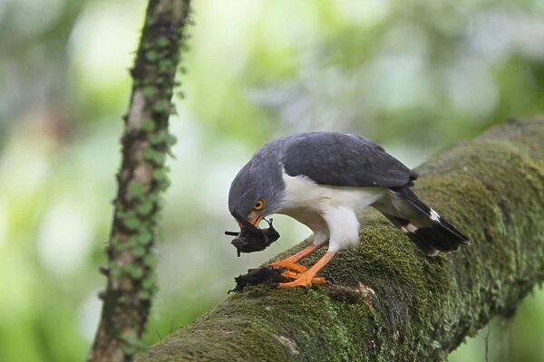 Semiplumbeous Hawk (Leucopternis semiplumbeus) adult, feeding on bat prey, perched on branch in tree, Costa Rica, february