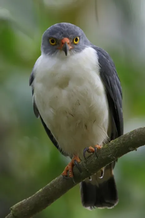 Framed Print : Semiplumbeous Hawk (Leucopternis semiplumbeus) adult, perched on branch, La Selva Biological Station, Costa Rica, March Framed Print : Semiplumbeous Hawk (Leucopternis semiplumbeus) adult, perched on branch, La Selva Biological Station, Costa Rica, March