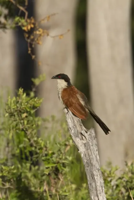 Framed Print : Senegal Coucal near Kwara Camp Botswana Framed Print : Senegal Coucal near Kwara Camp Botswana
