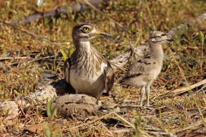 Framed Print : Senegal Thick-knee (Burhinus senegalensis) adult with two chicks, at nest in early morning sunlight, Gambia, December Framed Print : Senegal Thick-knee (Burhinus senegalensis) adult with two chicks, at nest in early morning sunlight, Gambia, December